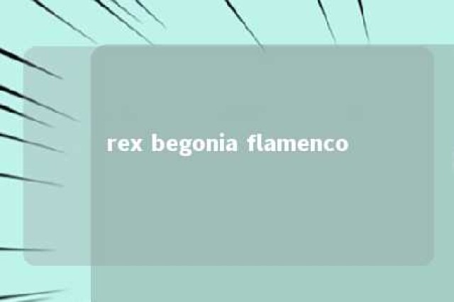 rex begonia flamenco 