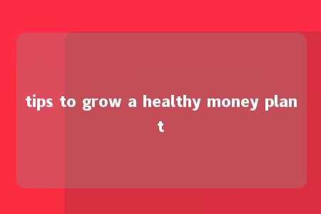 tips to grow a healthy money plant